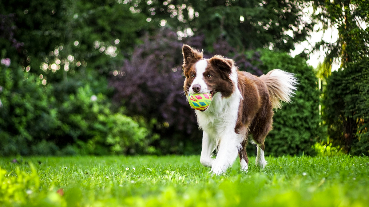 Active Dog